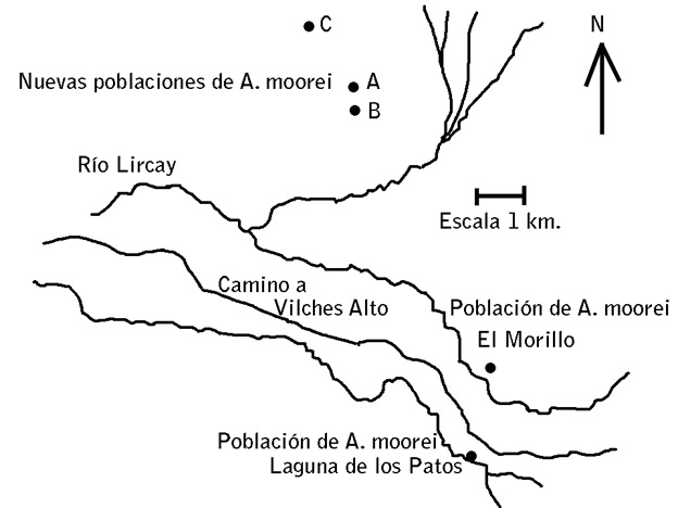 anemone moorei fig 4